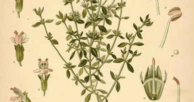 The Thyme Fibrous Roots: Economic Importance, Uses, and By-Products