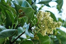 18 Medicinal Health Benefits Of Ligustrum lucidum (Glossy Privet)