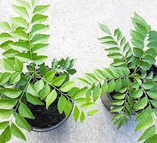 The Curry Leaves: Economic Importance, Uses, and By-Products