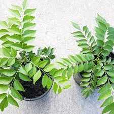 The Curry Leaves: Economic Importance, Uses, and By-Products