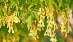16 Medicinal Health Benefits Of Acer negundo (Boxelder)