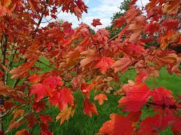 17 Medicinal Health Benefits Of Acer rubrum (Red Maple)