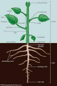 The Curry Terminal Buds: Economic Importance, Uses, and By-Products The Curry Terminal Buds: Economic Importance, Uses, and By-Products