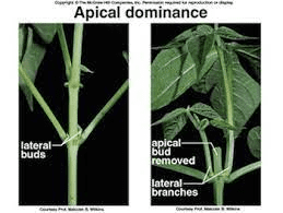 The Curry Terminal Buds: Economic Importance, Uses, and By-Products The Curry Terminal Buds: Economic Importance, Uses, and By-Products