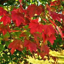 17 Medicinal Health Benefits Of Acer rubrum (Red Maple) 17 Medicinal Health Benefits Of Acer rubrum (Red Maple)