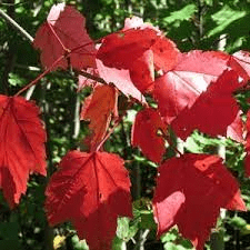 17 Medicinal Health Benefits Of Acer rubrum (Red Maple) 17 Medicinal Health Benefits Of Acer rubrum (Red Maple)