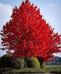 17 Medicinal Health Benefits Of Acer rubrum (Red Maple) 17 Medicinal Health Benefits Of Acer rubrum (Red Maple)
