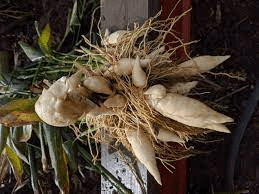 The Arrowroot Rhizomes: Economic Importance, Uses, and By-Products