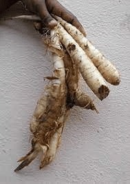 The Arrowroot Rhizomes: Economic Importance, Uses, and By-Products The Arrowroot Rhizomes: Economic Importance, Uses, and By-Products