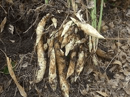 The Arrowroot Rhizomes: Economic Importance, Uses, and By-Products The Arrowroot Rhizomes: Economic Importance, Uses, and By-Products