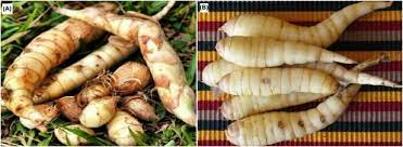 The Arrowroot Rhizomes: Economic Importance, Uses, and By-Products The Arrowroot Rhizomes: Economic Importance, Uses, and By-Products