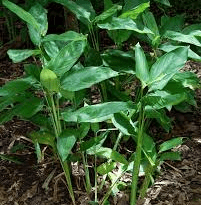 The Arrowroot Leaves: Economic Importance, Uses, and By-Products