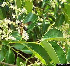 18 Medicinal Health Benefits Of Ligustrum lucidum (Glossy Privet)