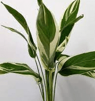 The Arrowroot Petioles: Economic Importance, Uses, and By-Products