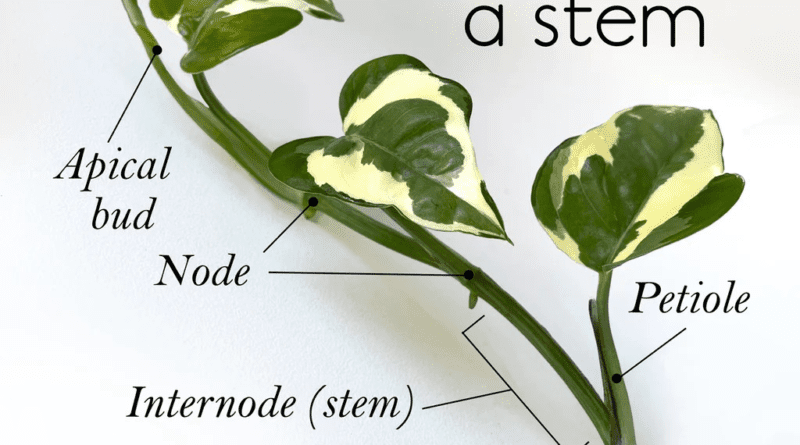 The Arrowroot Internodes: Economic Importance, Uses, and By-Products