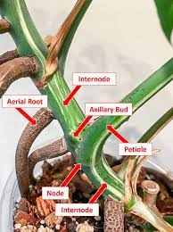 The Arrowroot Internodes: Economic Importance, Uses, and By-Products