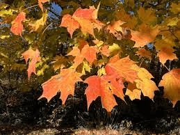 17 Medicinal Health Benefits Of Acer saccharum (Sugar Maple) 17 Medicinal Health Benefits Of Acer saccharum (Sugar Maple)