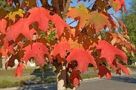 17 Medicinal Health Benefits Of Acer saccharum (Sugar Maple) 17 Medicinal Health Benefits Of Acer saccharum (Sugar Maple)