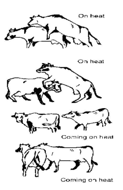 The Age when Different Ruminant Animals get to Heat