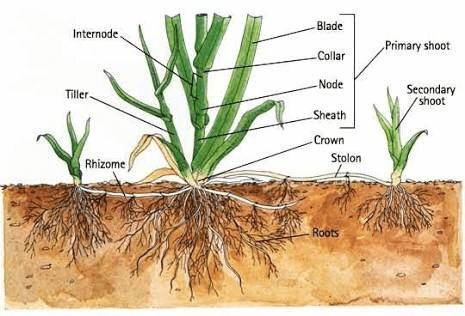 The Arrowroot Adventitious Roots: Economic Importance, Uses, and By-Products