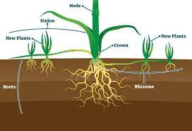 The Arrowroot Adventitious Roots: Economic Importance, Uses, And By 