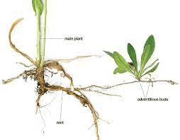 The Arrowroot Adventitious Roots: Economic Importance, Uses, and By-Products