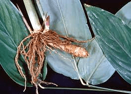 The Arrowroot Fibrous Roots: Economic Importance, Uses, and By-Products