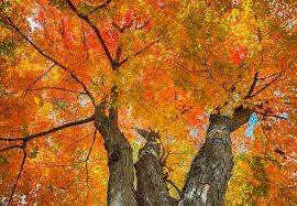 17 Medicinal Health Benefits Of Acer saccharum (Sugar Maple) 17 Medicinal Health Benefits Of Acer saccharum (Sugar Maple)