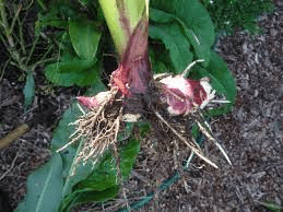 The Arrowroot Seeds: Economic Importance, Uses, and By-Products