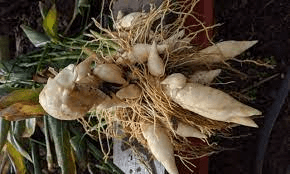 The Arrowroot Seeds: Economic Importance, Uses, and By-Products