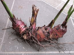 The Arrowroot Seeds: Economic Importance, Uses, and By-Products