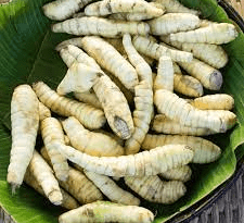 The Arrowroot Fruit: Economic Importance, Uses, and By-Products