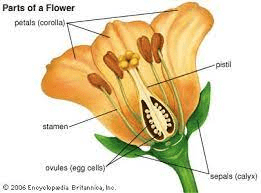 The Arrowroot Ovary: Economic Importance, Uses, and By-Products