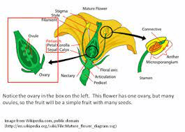 The Arrowroot Ovary: Economic Importance, Uses, and By-Products