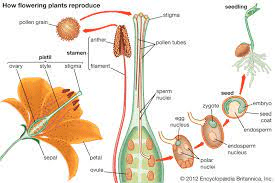 The Arrowroot Stamens: Economic Importance, Uses, and By-Products The Arrowroot Stamens: Economic Importance, Uses, and By-Products