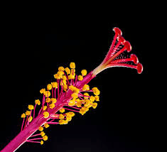 The Arrowroot Stamens: Economic Importance, Uses, and By-Products The Arrowroot Stamens: Economic Importance, Uses, and By-Products