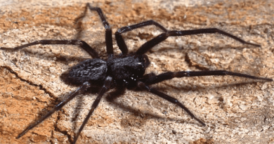 The Common Black House Spider (Badumna insignis)