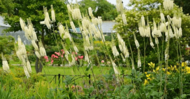 17 Medicinal Health Benefits of Actaea racemosa (Black Cohosh)