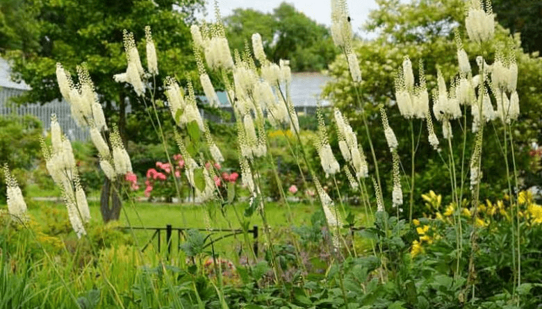 17 Medicinal Health Benefits of Actaea racemosa (Black Cohosh)