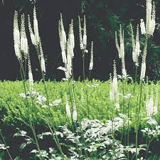 17 Medicinal Health Benefits of Actaea racemosa (Black Cohosh)