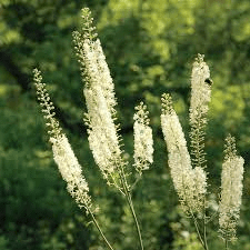 17 Medicinal Health Benefits of Actaea racemosa (Black Cohosh)
