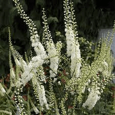 17 Medicinal Health Benefits of Actaea racemosa (Black Cohosh)