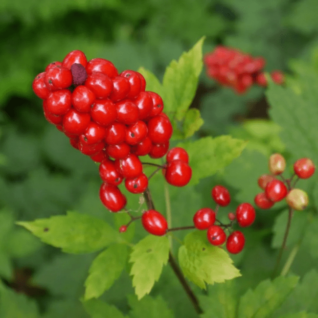 17 Medicinal Health Benefits Of Actaea rubra (Red Baneberry) 17 Medicinal Health Benefits Of Actaea rubra (Red Baneberry)