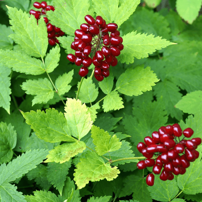 17 Medicinal Health Benefits Of Actaea rubra (Red Baneberry) 17 Medicinal Health Benefits Of Actaea rubra (Red Baneberry)