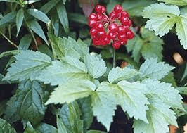 17 Medicinal Health Benefits Of Actaea rubra (Red Baneberry) 17 Medicinal Health Benefits Of Actaea rubra (Red Baneberry)