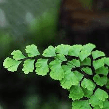 17 Medicinal Health Benefits Of Adiantum capillus-veneris (Maidenhair Fern)