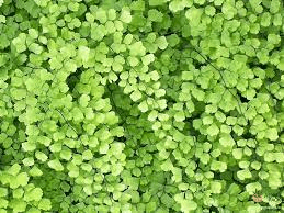 17 Medicinal Health Benefits Of Adiantum capillus-veneris (Maidenhair Fern)