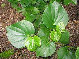 Piper excelsum (Kawakawa)