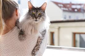 The 14 Top Friendliest Cat Breeds for You