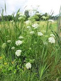 15 Medicinal Health Benefits Of Sium latifolium (Water Parsnip) Sium latifolium (Water Parsnip
